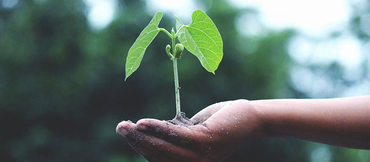 Green Jobs und Nachhaltigkeit: Dein Einstieg in die Zukunftsbranche