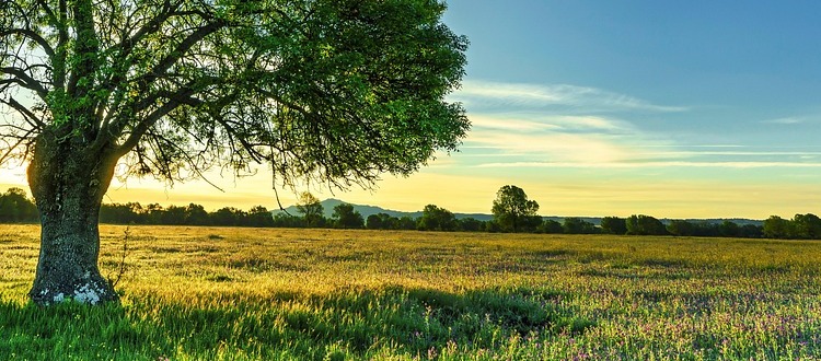 Warum der Frühling der beste Zeitpunkt für neue Bewerbungen ist